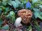 Ízletes kucsmagomba (Morchella esculenta), Budai-hegység